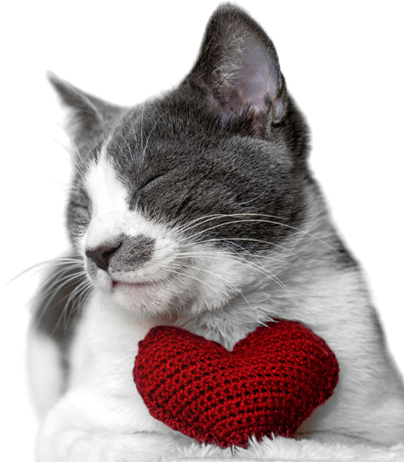 A grey and white cat with closed eyes snuggles with a red, knitted heart. The cat appears content and relaxed, possibly after a visit to the veterinarian.
